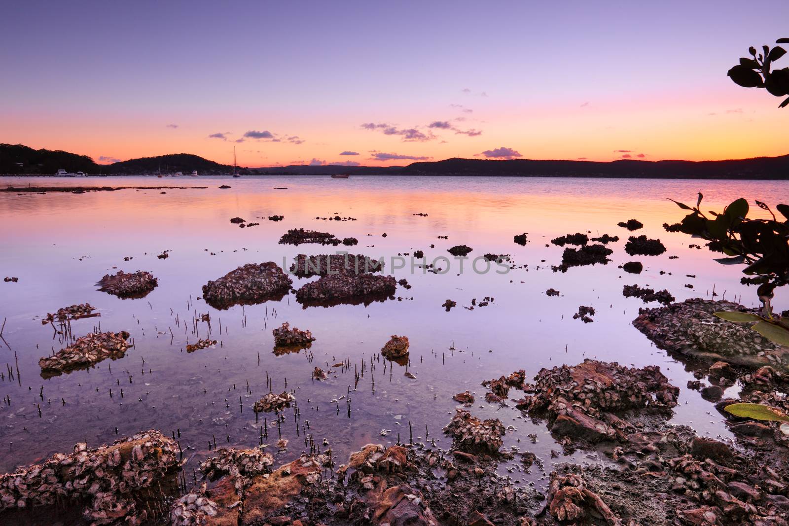 Tidal shallows at sundown looking across the Brisbane waters towards Saratoga and Woy Woy at dusk  from Green Point NSW Australia.  Tidal estuaries are an aquatic nursery for a variety of sealife.  