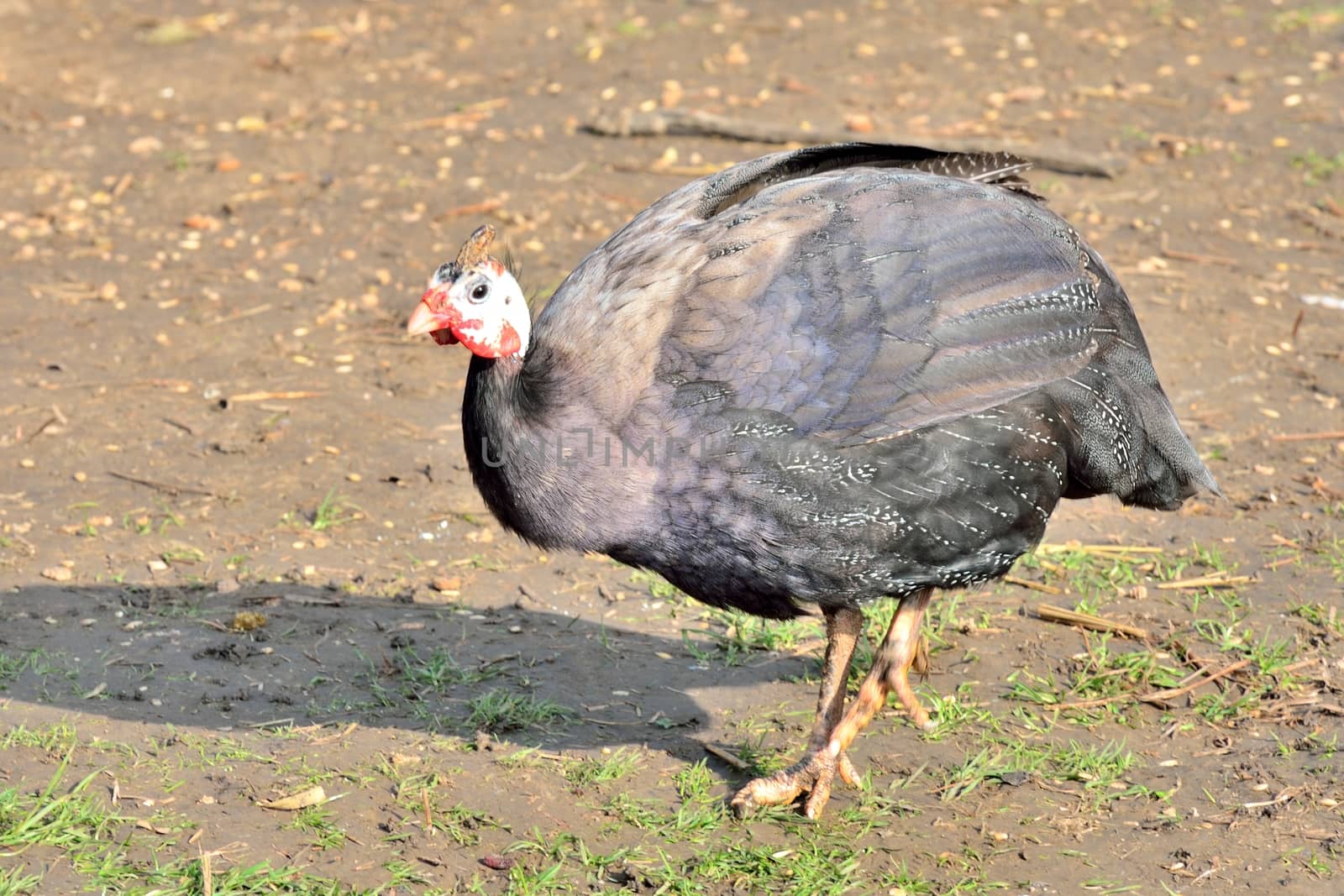 guinea fowl by pauws99