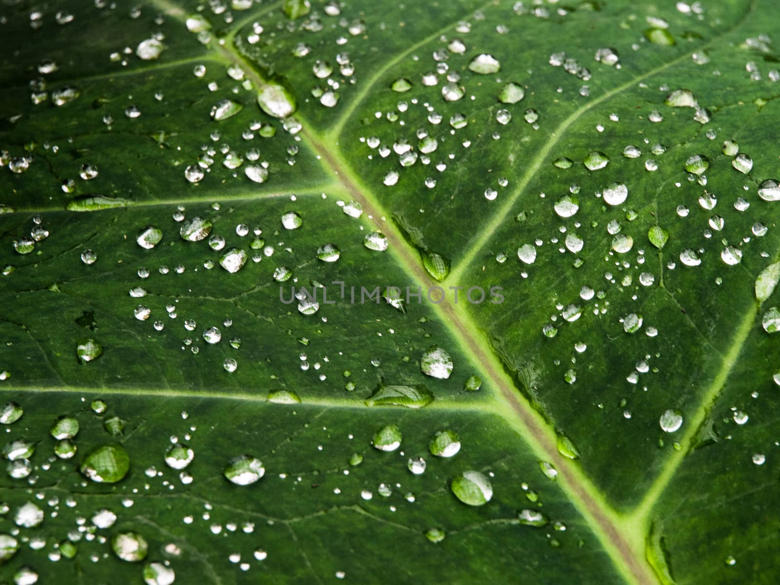 Small rain dropps on green leaf