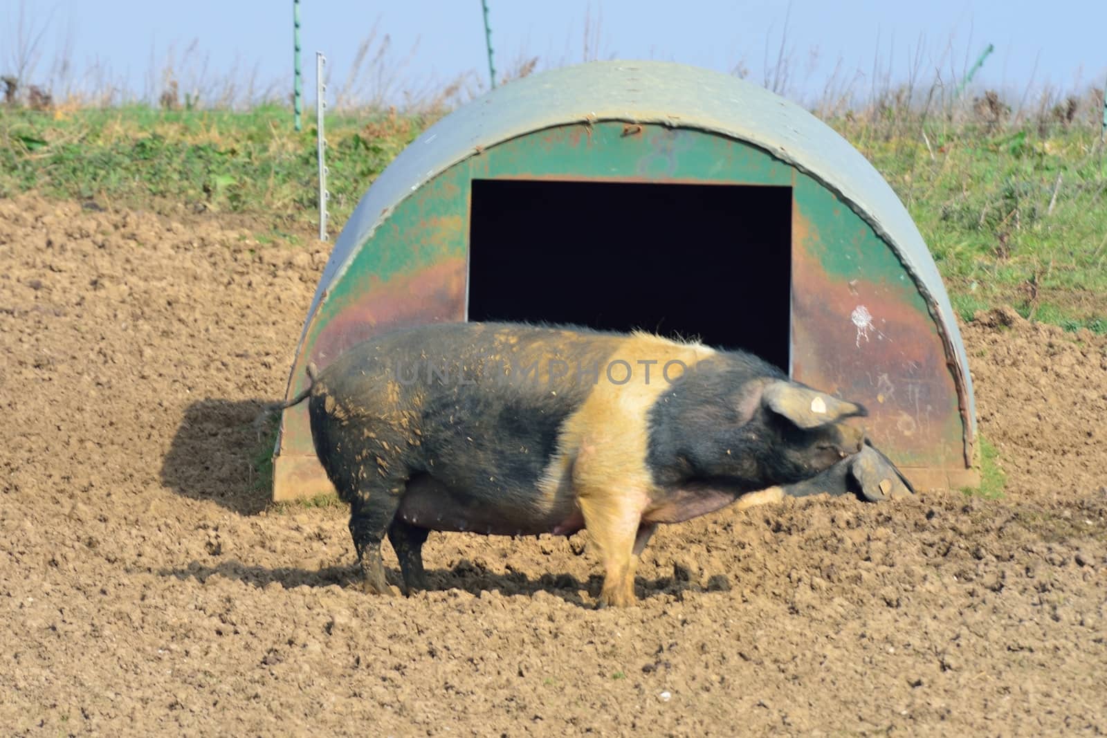 free range pig by pauws99