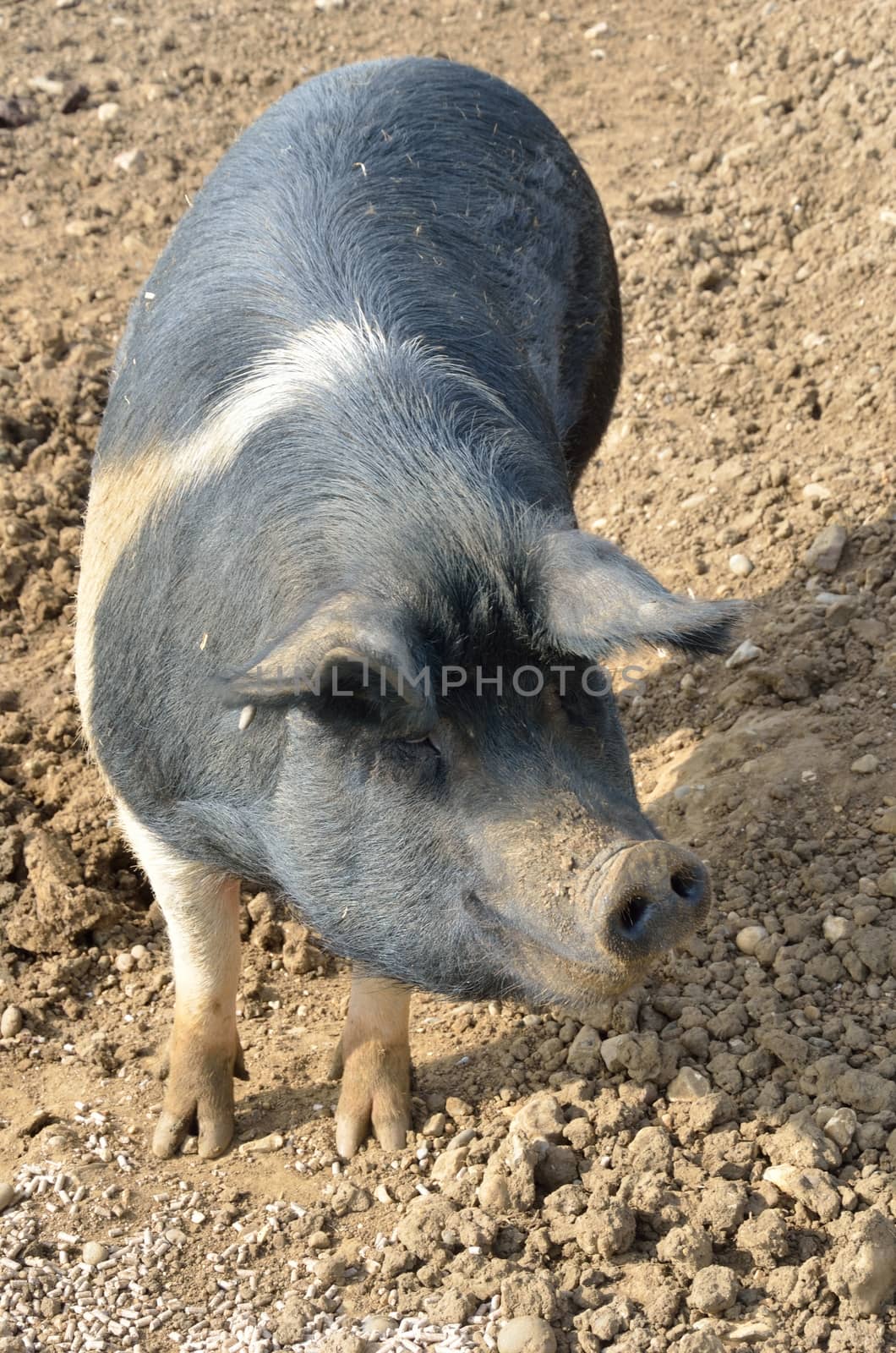 rare breed pig standing
