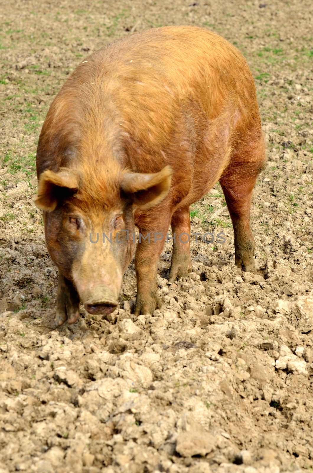 large ginger pig in field