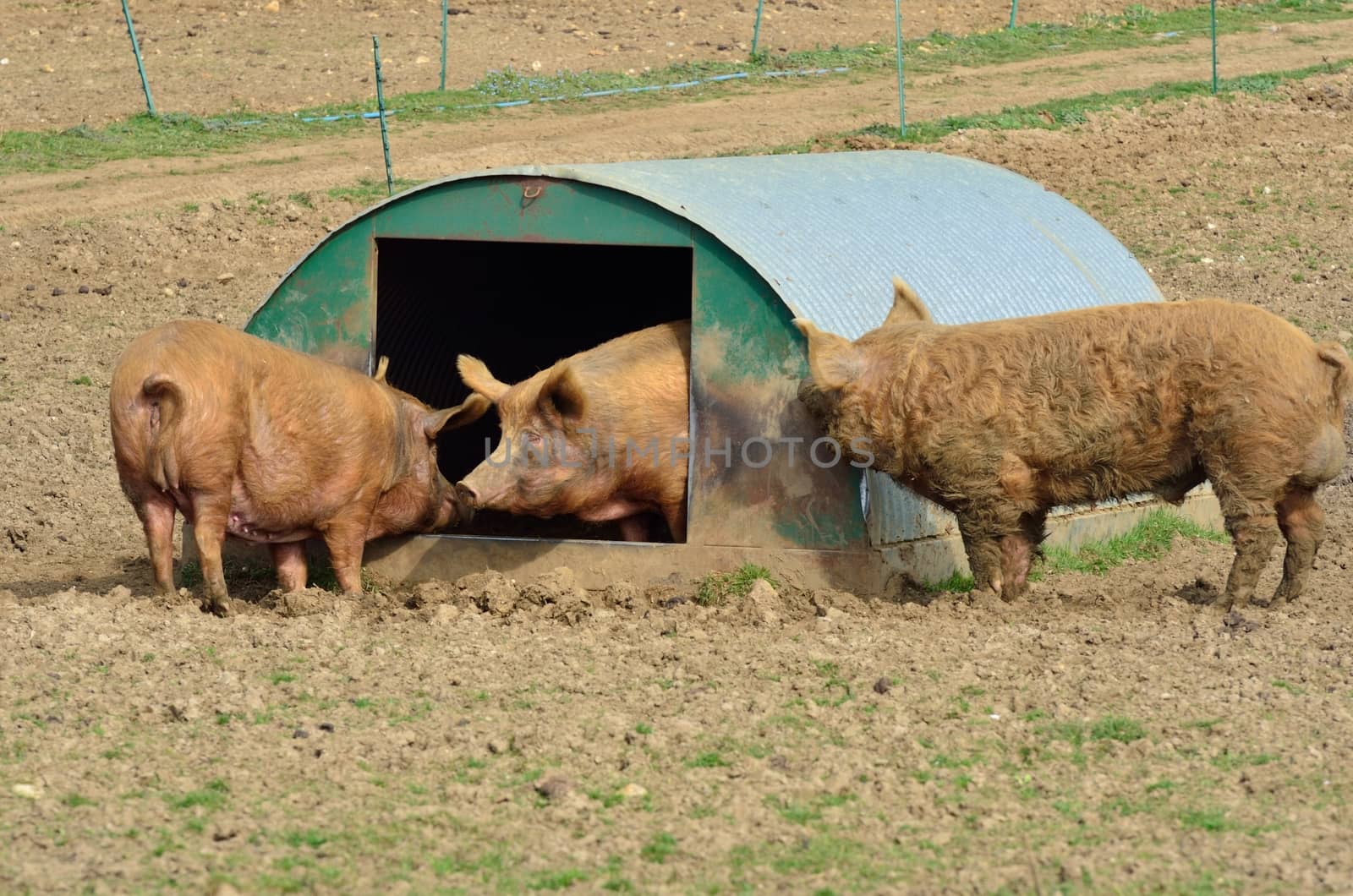 three pigs in field