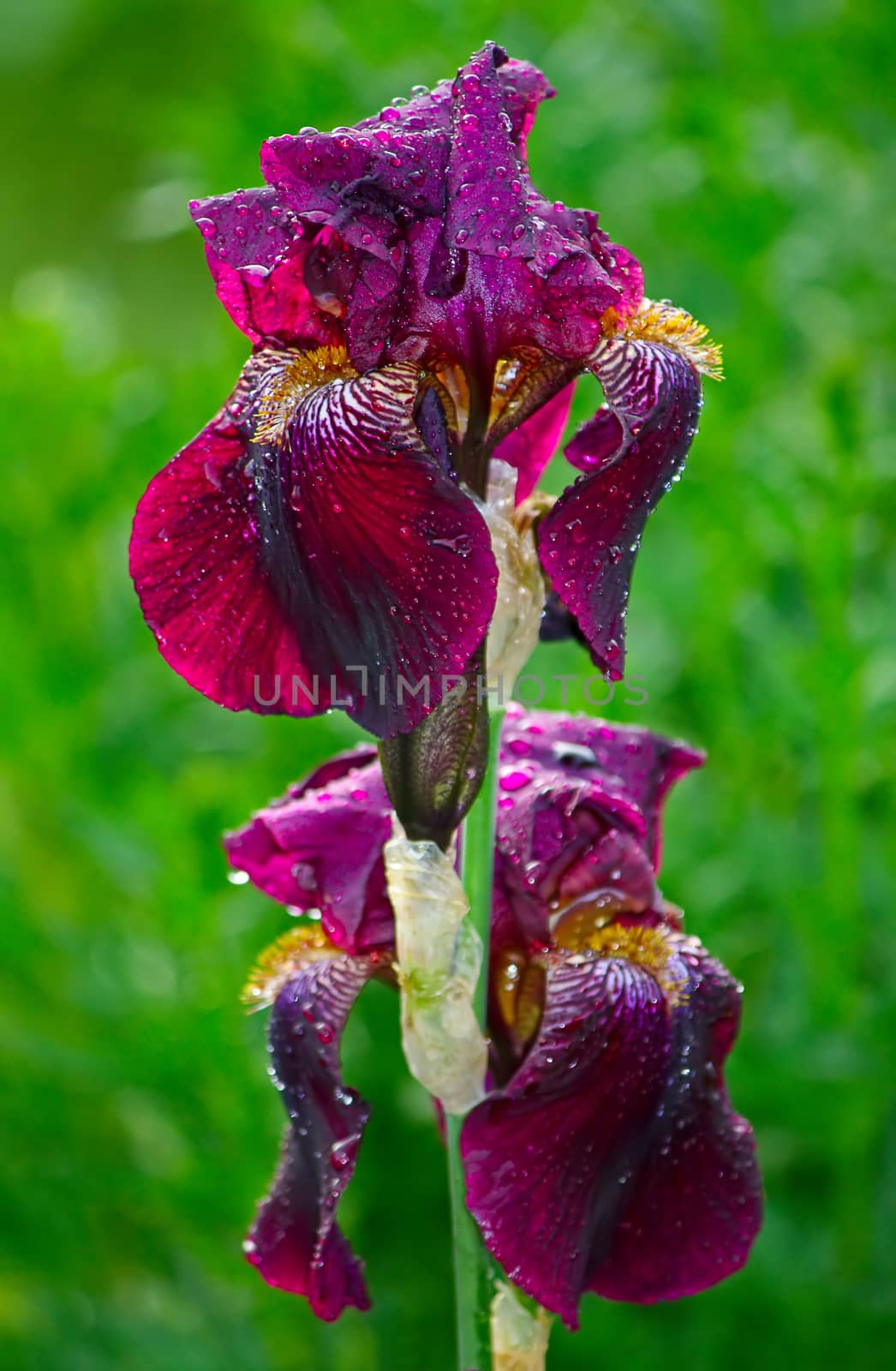 irises by zhannaprokopeva