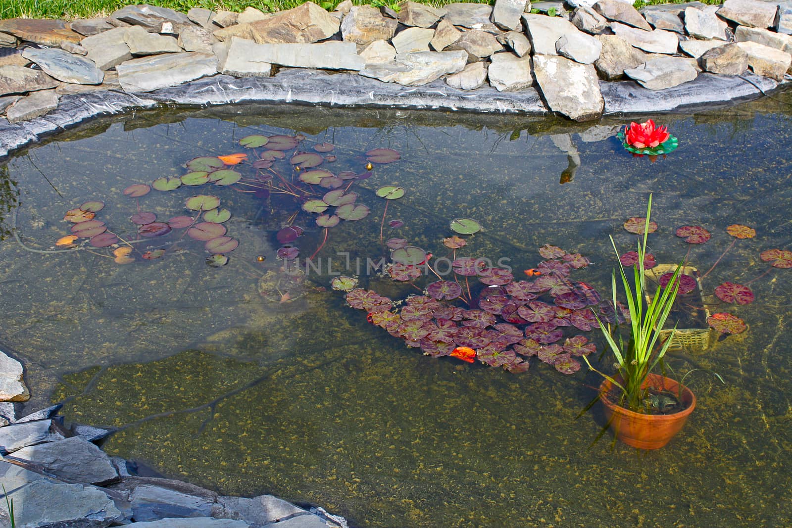 pond in  garden by zhannaprokopeva