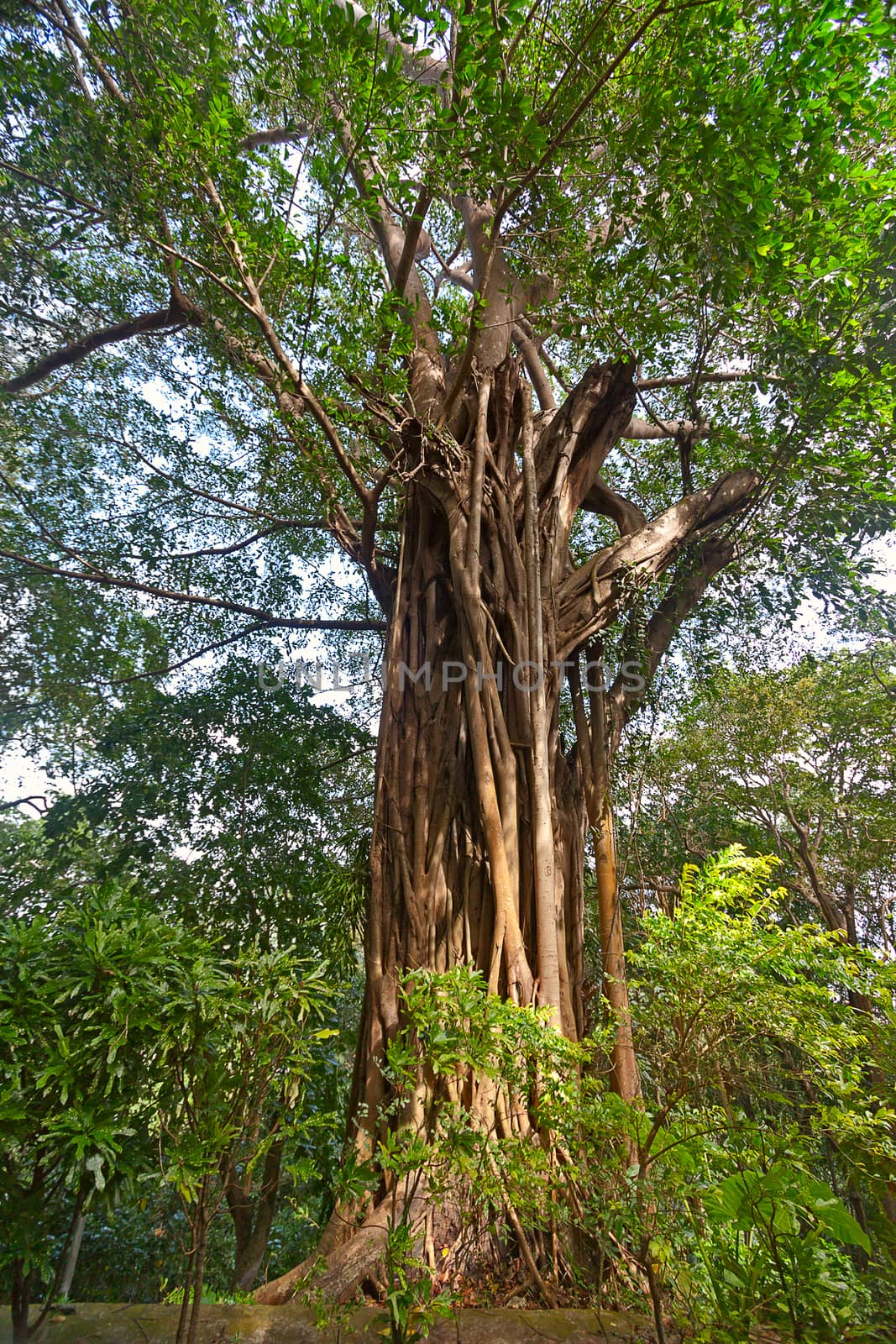 Gigantic Ficus benghalensis in  tropical forest, Thailand.