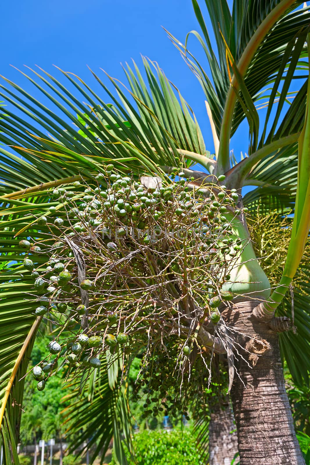 Palm tree with fruits on a background of leaves and blue sky, Thailand.