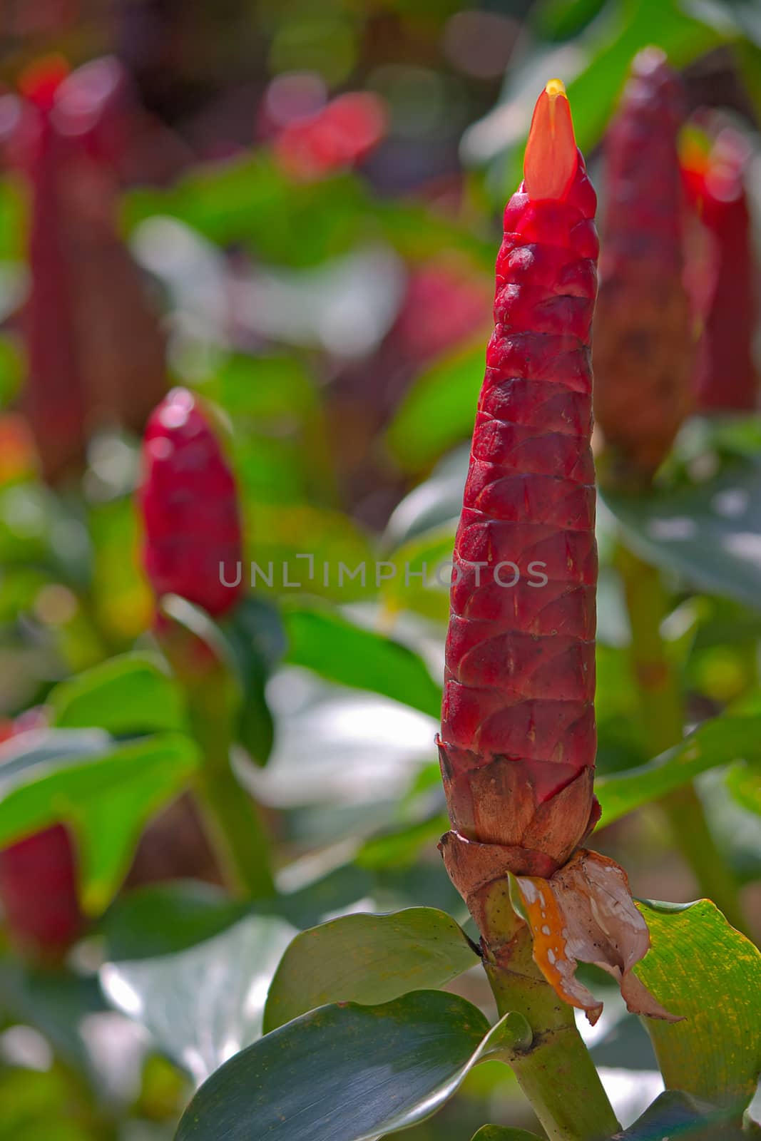 Spiral red flag ginger inflorescence (Costus woodsonii) close-up on a background of leaves, Thailand.
