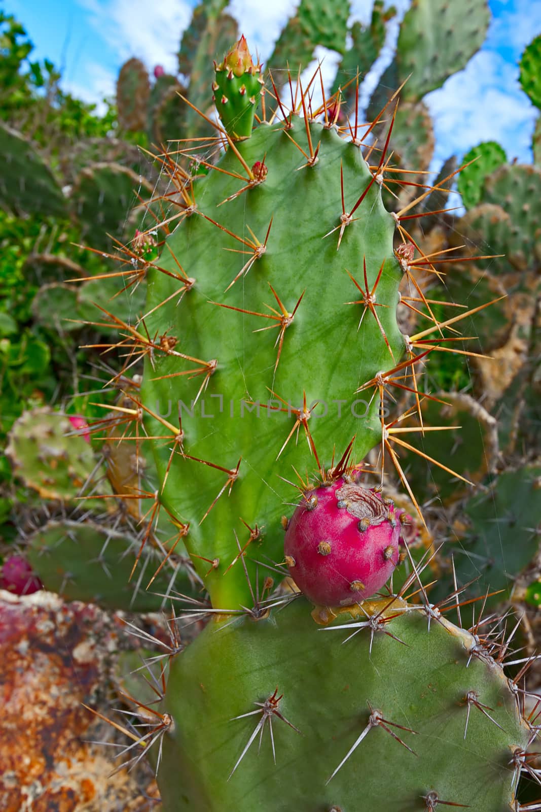 fruits of prickly pear by zhannaprokopeva