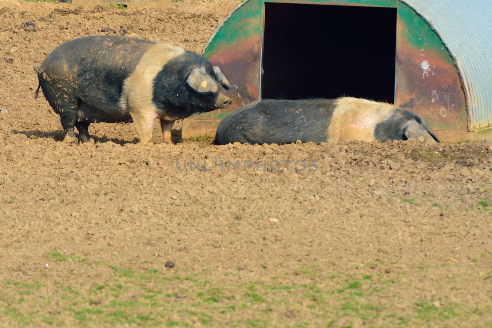 Two free range pigs with shed