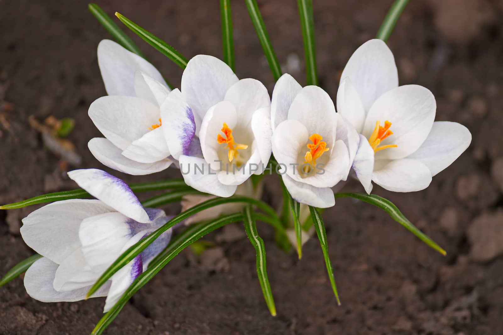 Spring flowers  - Crocuses,close up on  background of  earth.