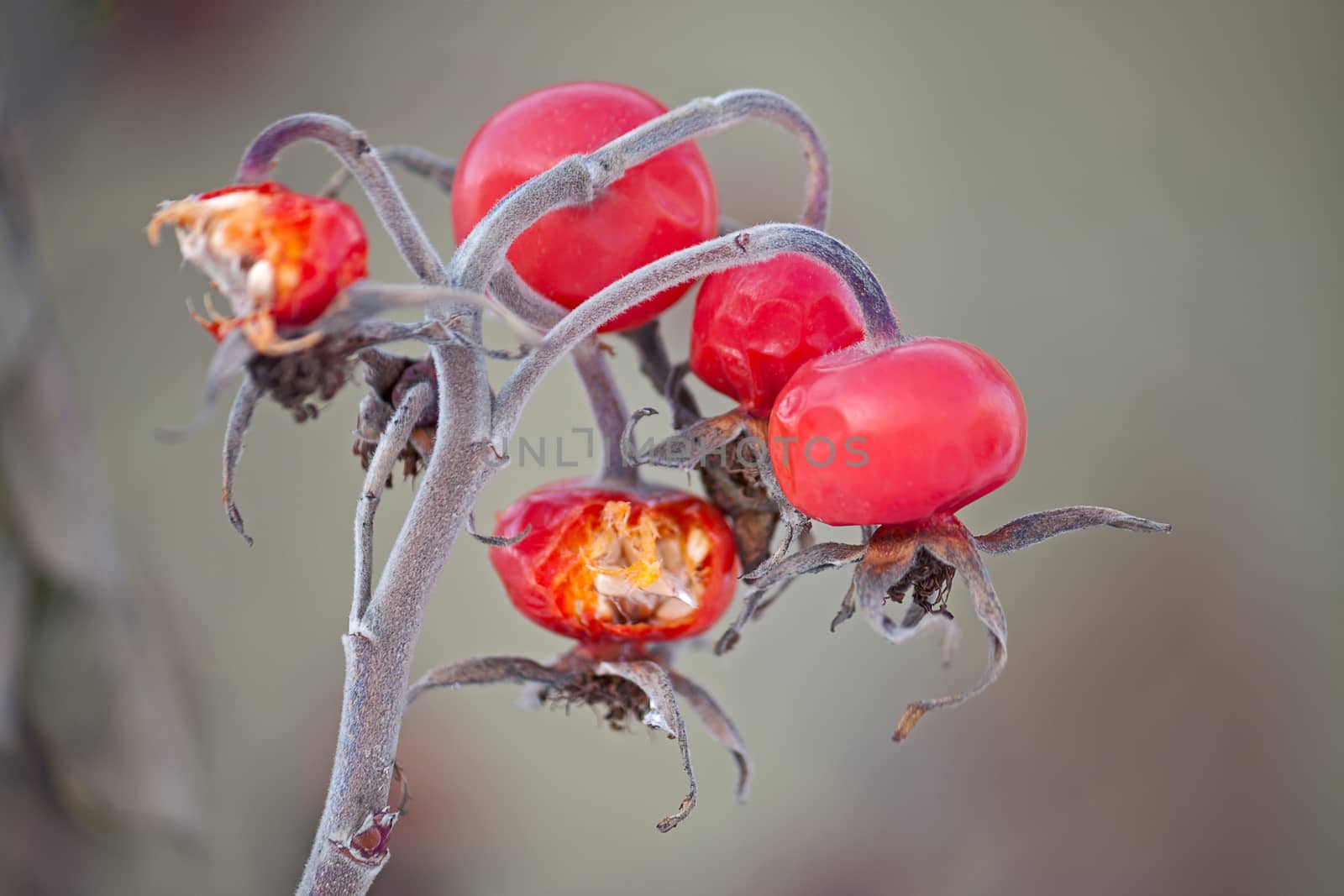 Rosehip berries on light background. Image with shallow depth of field.