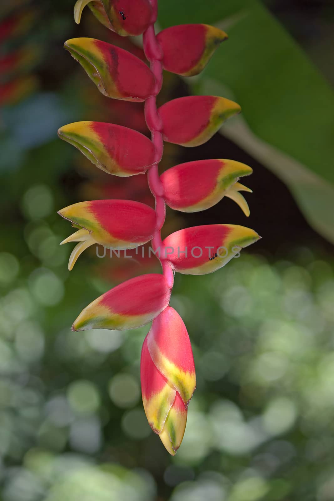 Red tropical flowers (Heliconia) closeup, Thailand.