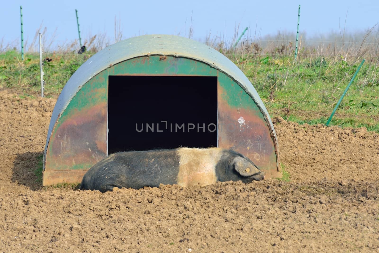 Free range pig lying down near pen