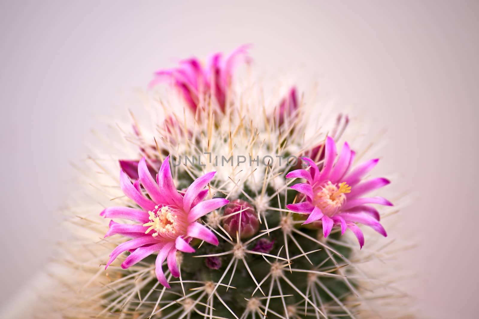 Cactus flowers  on light background.Image with shallow depth of field.