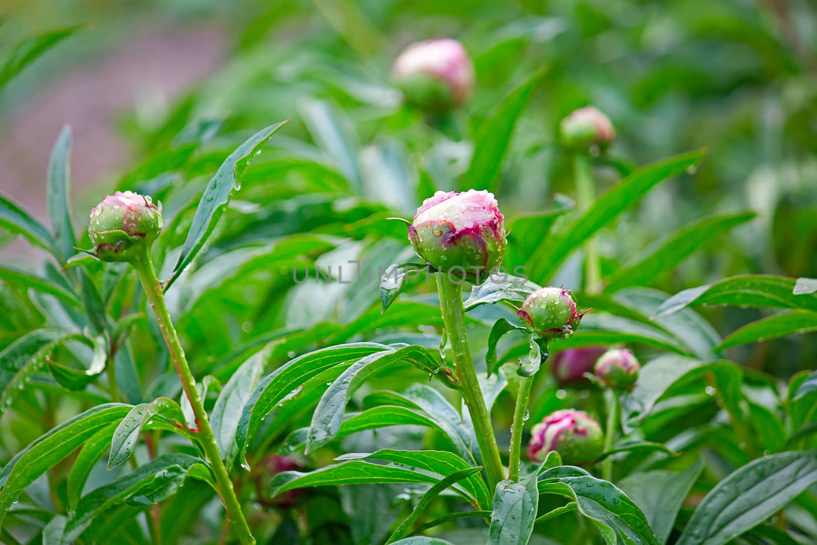 flower buds of peonies by zhannaprokopeva