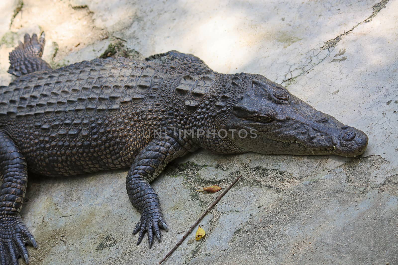 Big Crocodile close-up in zoo enclosure Phuket, Thailand.