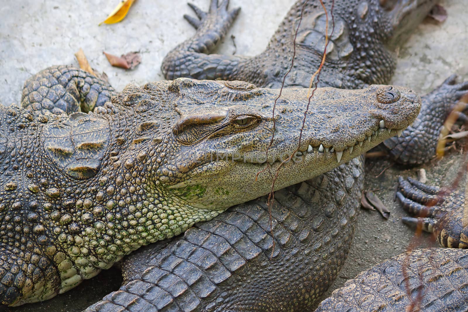 Big Crocodiles  close-up in zoo enclosure Phuket, Thailand.