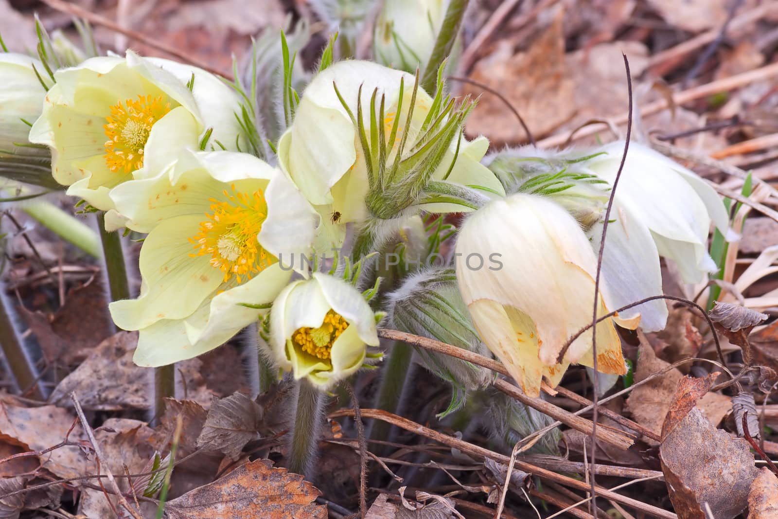 Spring flowers (Pasque-flower)  close-up on  background of leaves, spring, Russia.