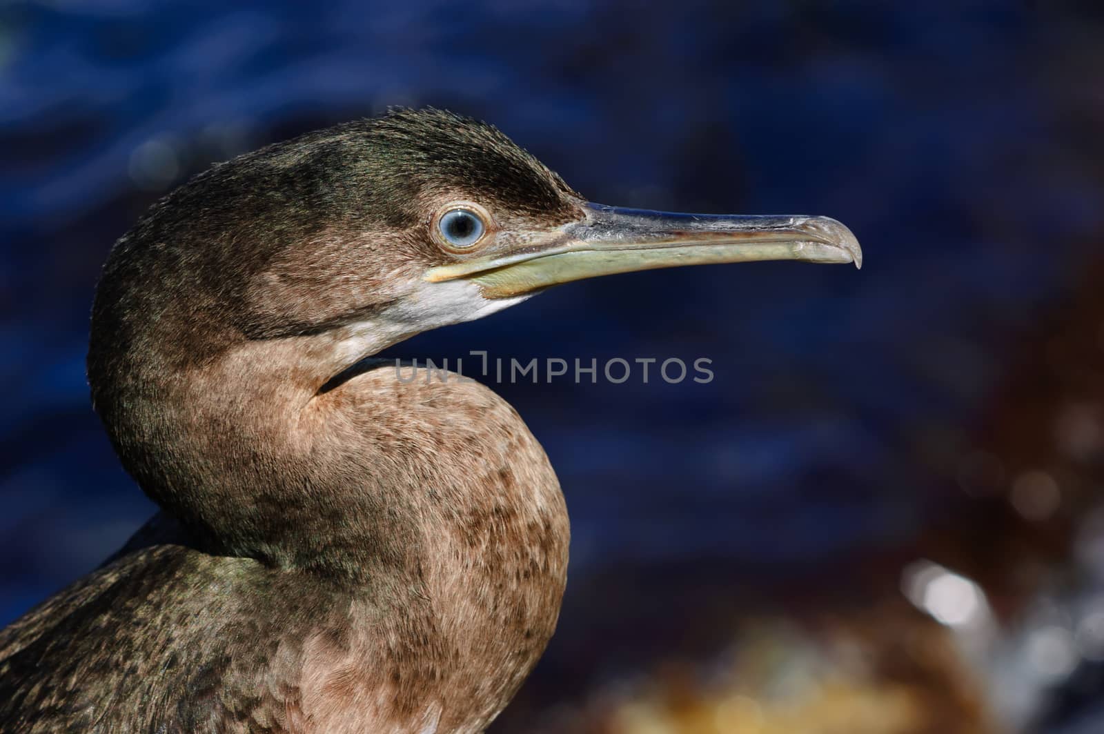 Black sea cormorant by starush