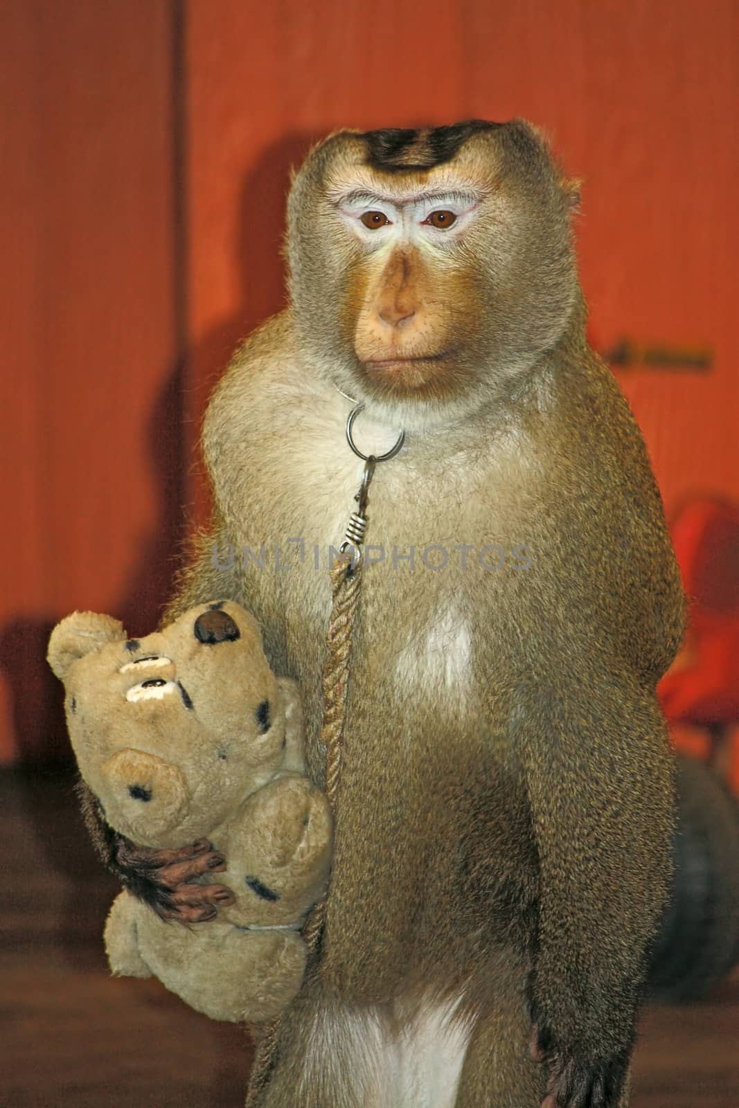 Monkey with toy closeup, zoo, Thailand.