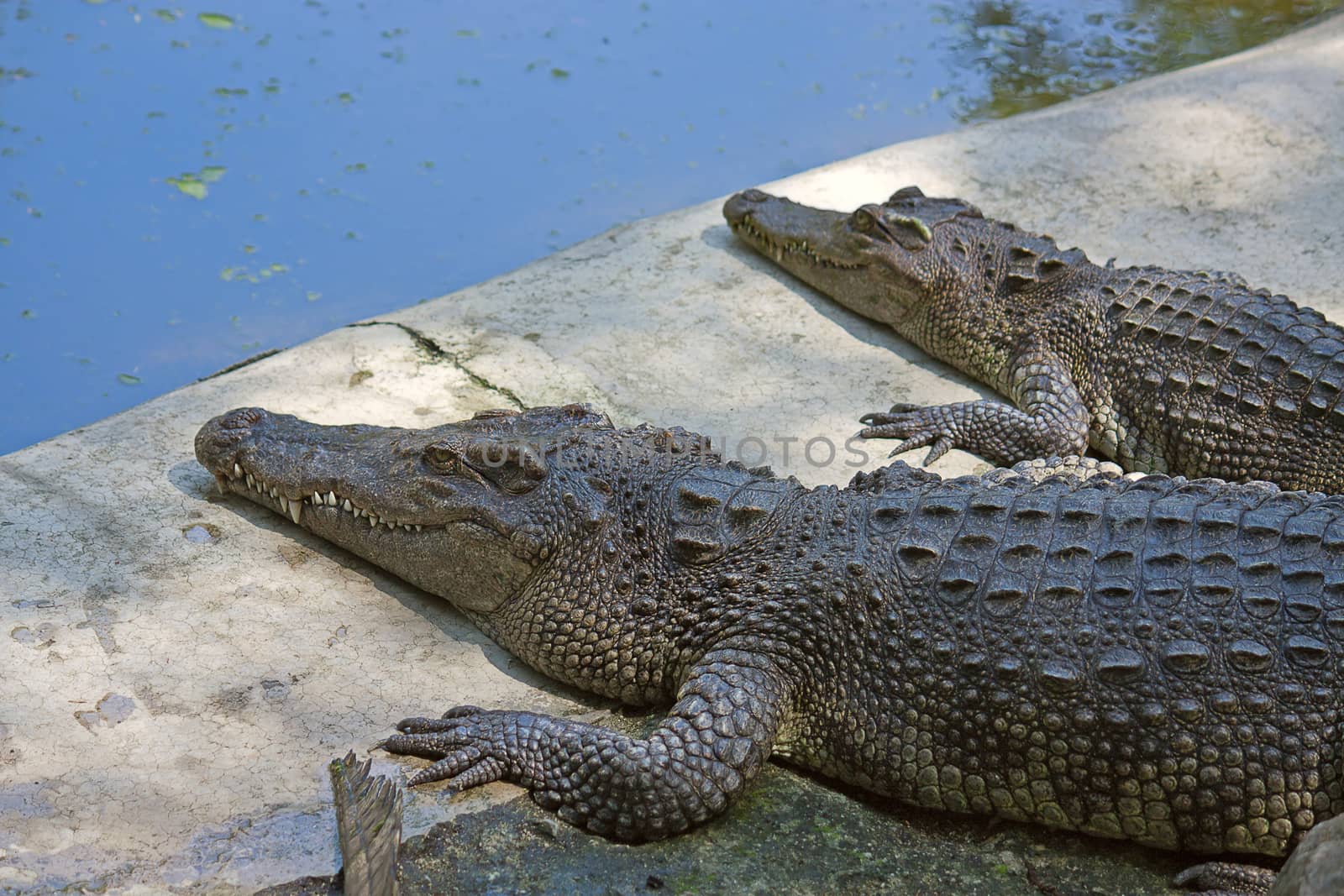 crocodiles by zhannaprokopeva