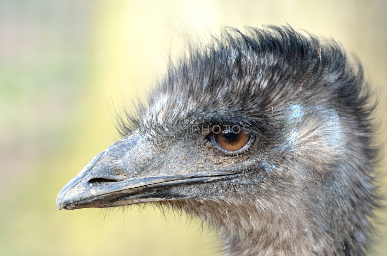 Head of Emu by pauws99