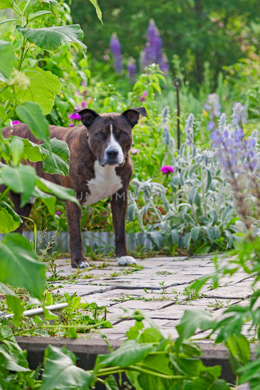 The dog in the background on a footpath in a garden near the plants.