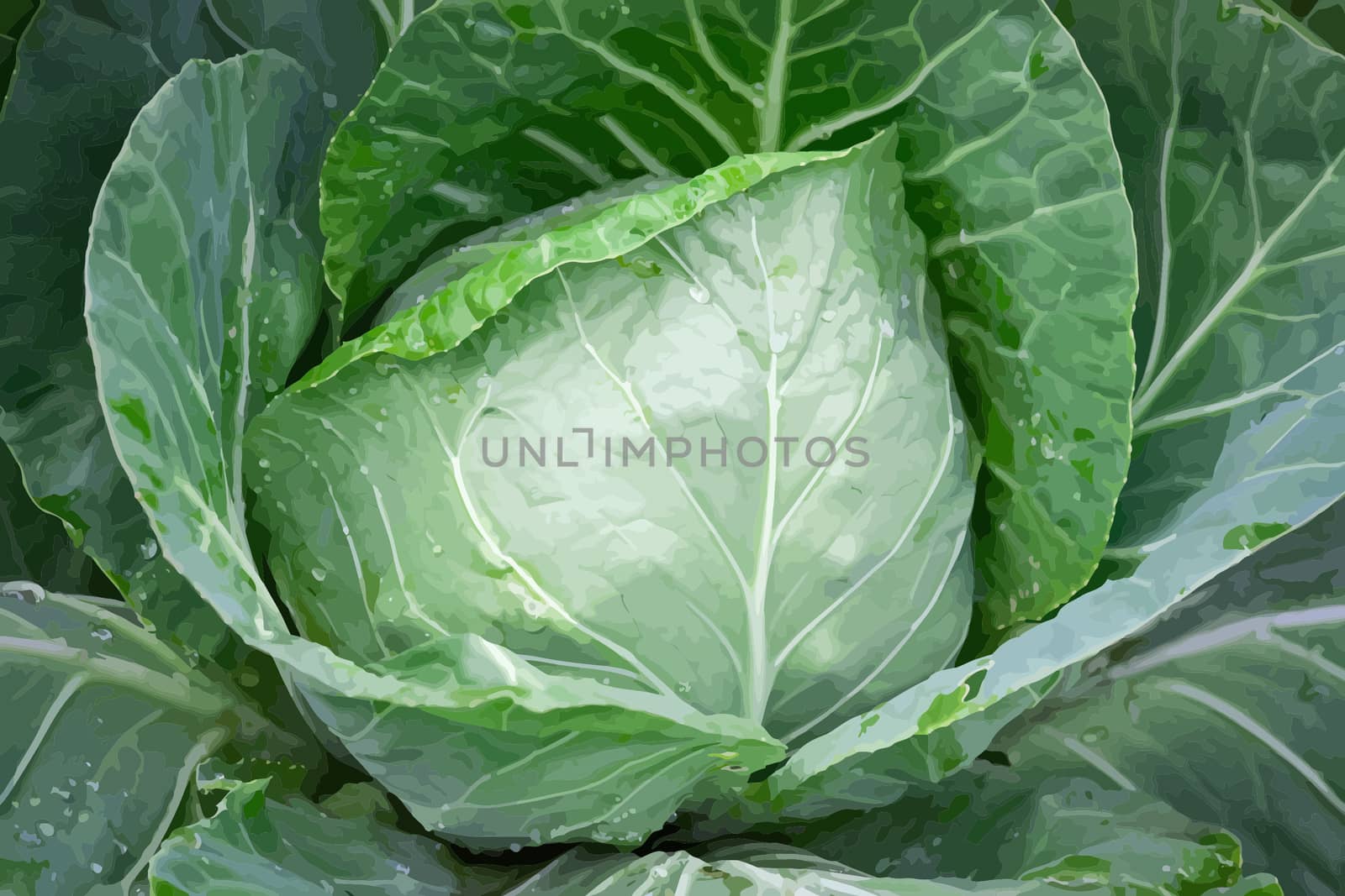 cabbage by zhannaprokopeva