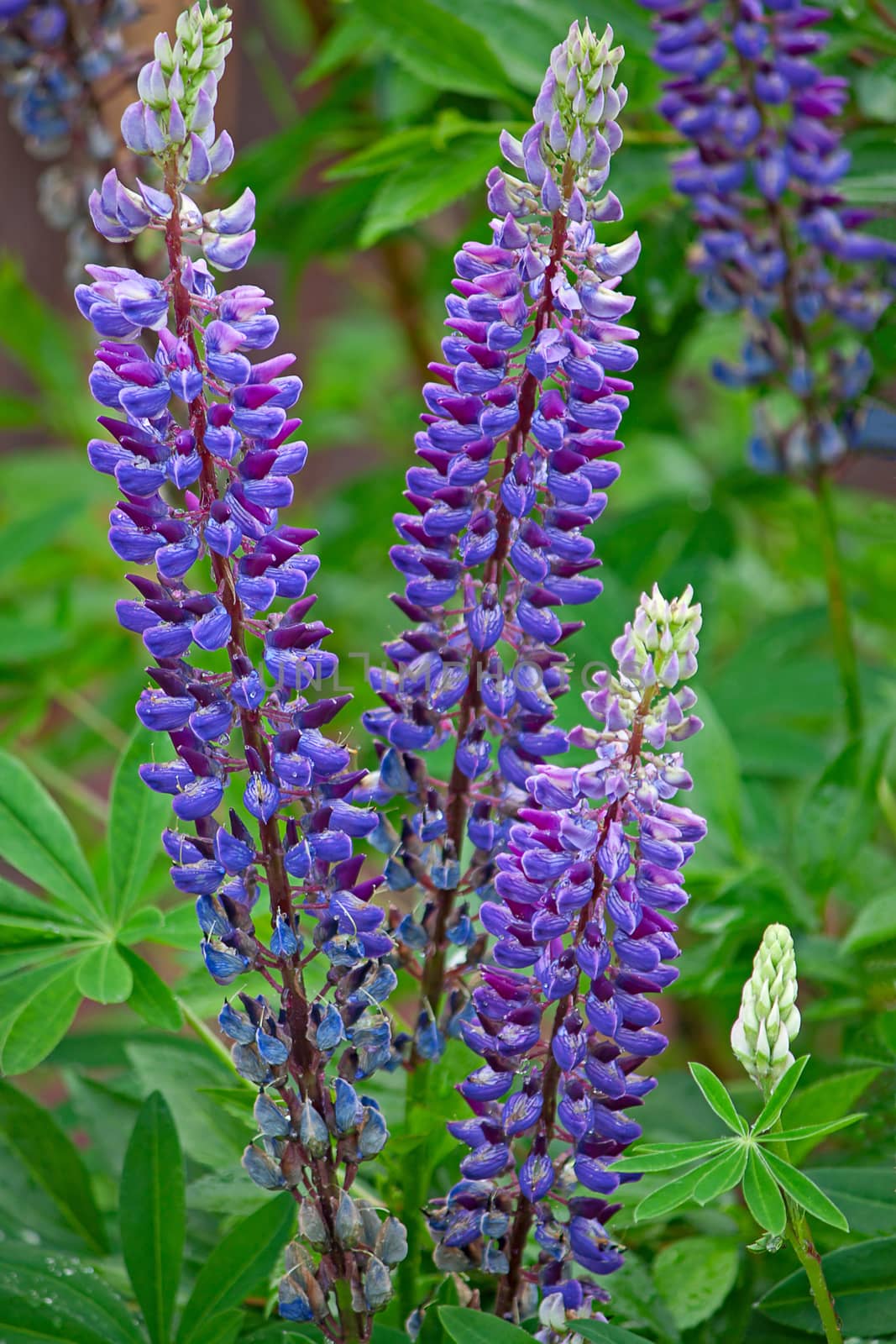 Lupine flowers closeup in a garden on a background of leaves.