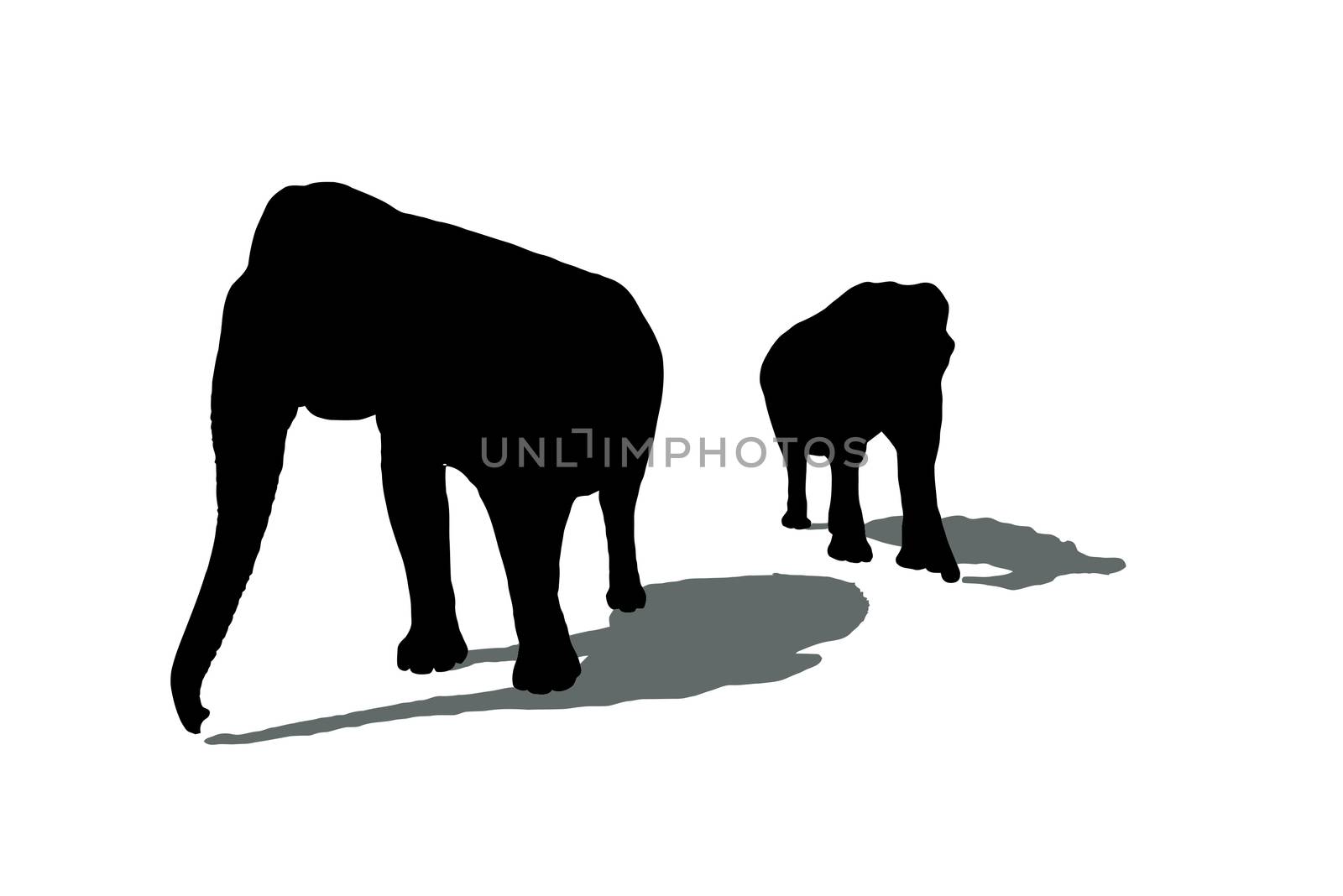 Silhouettes of two elephants with shadows isolated on white background.