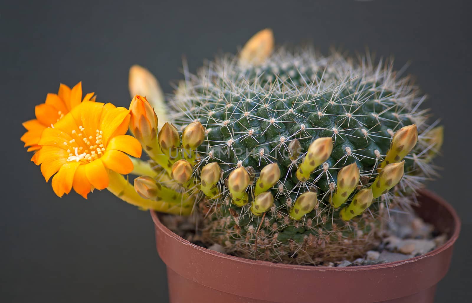 Cactus flowers  on dark  background.Image with shallow depth of field.