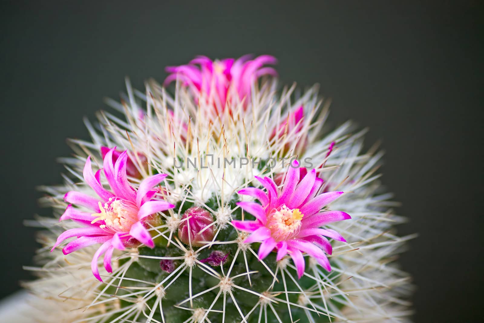 Cactus flowers  by zhannaprokopeva
