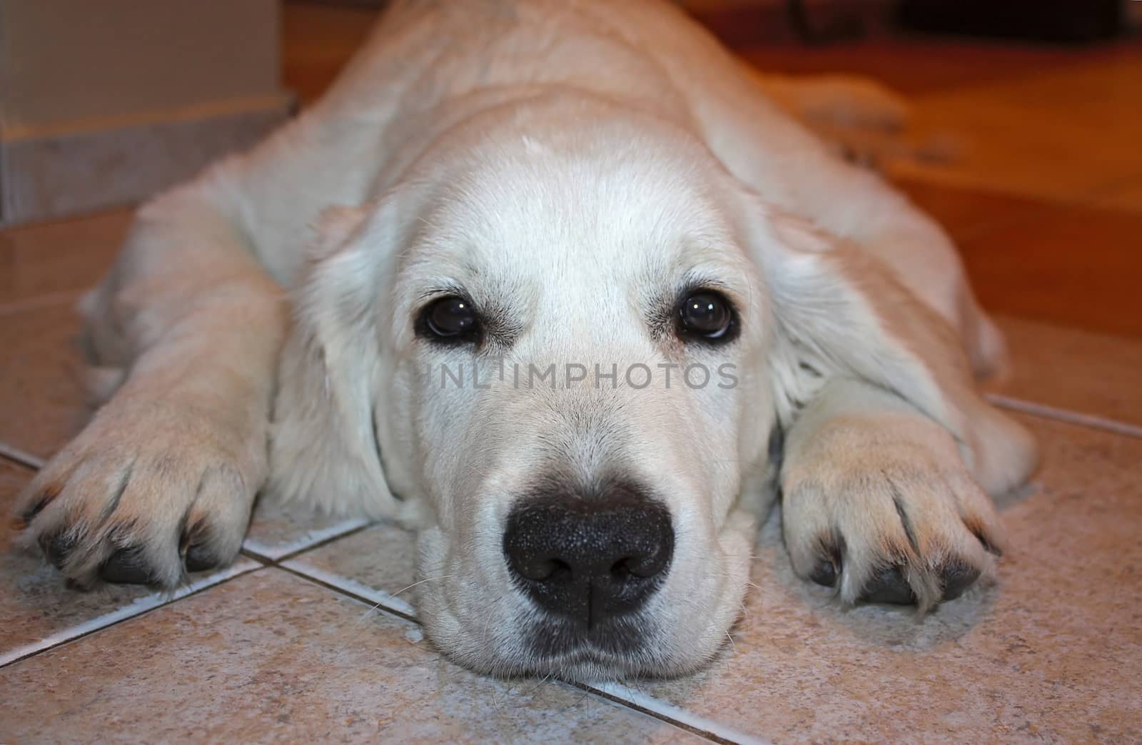 Labrador puppy golden retriever lying on the floor.