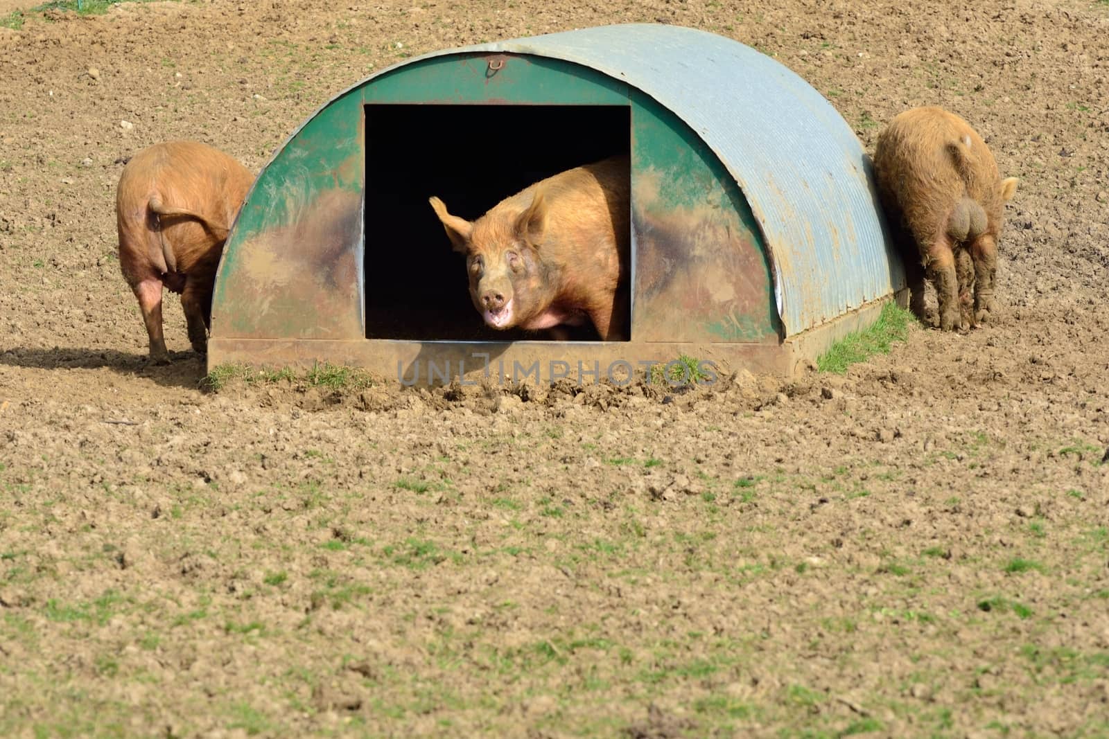 pigs in their home by pauws99