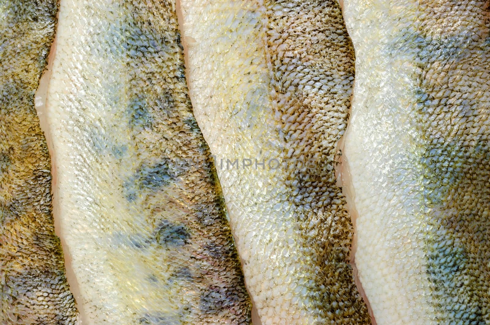 several defrosted merluccius as skin background texture