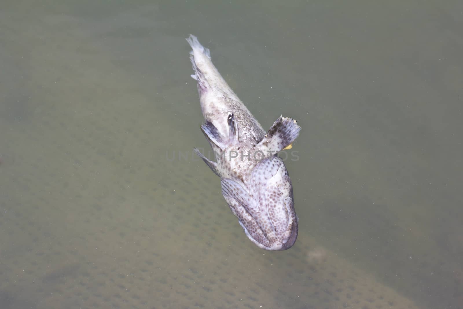 dead fish in polluted water 