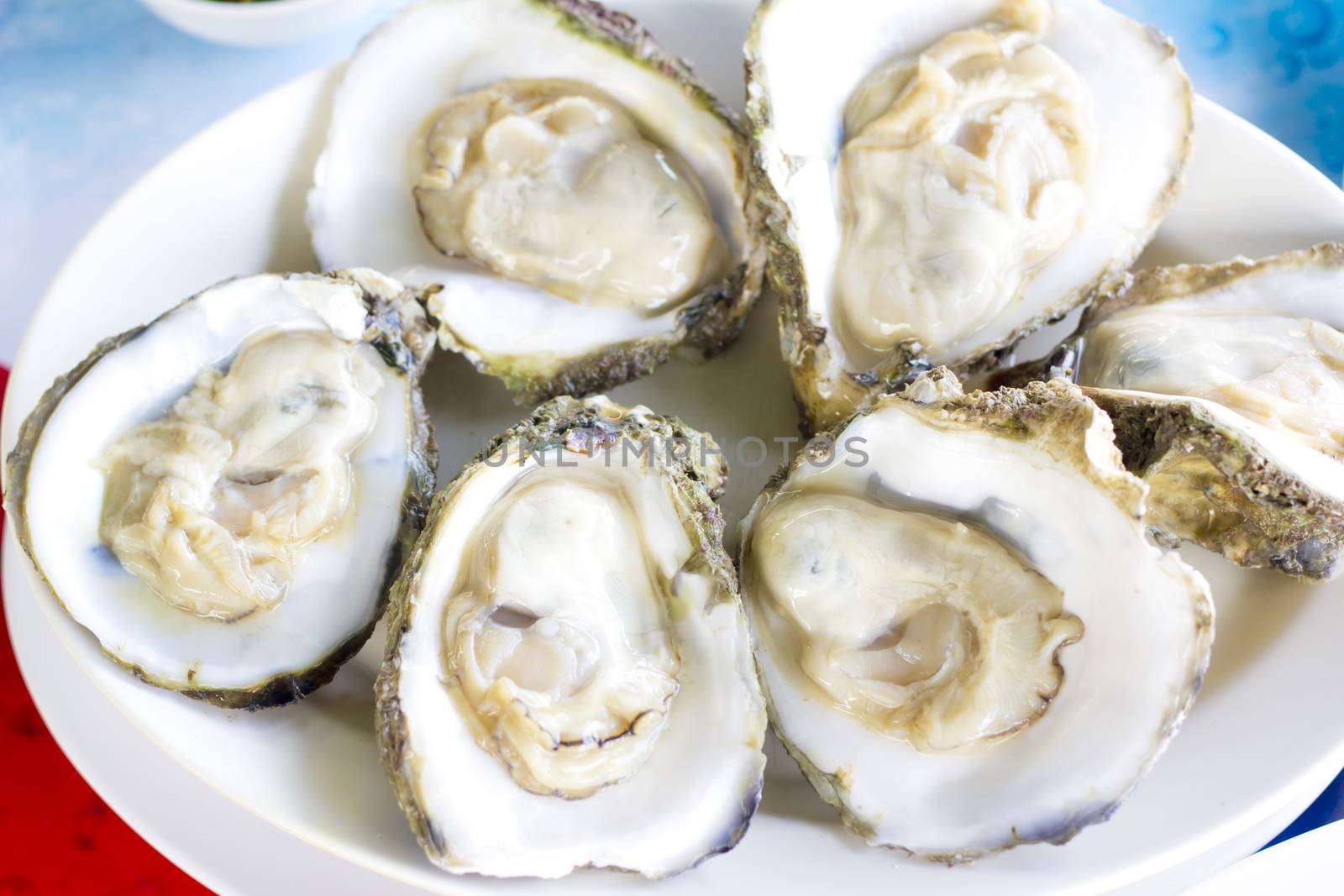 Close up, opened oysters by wyoosumran
