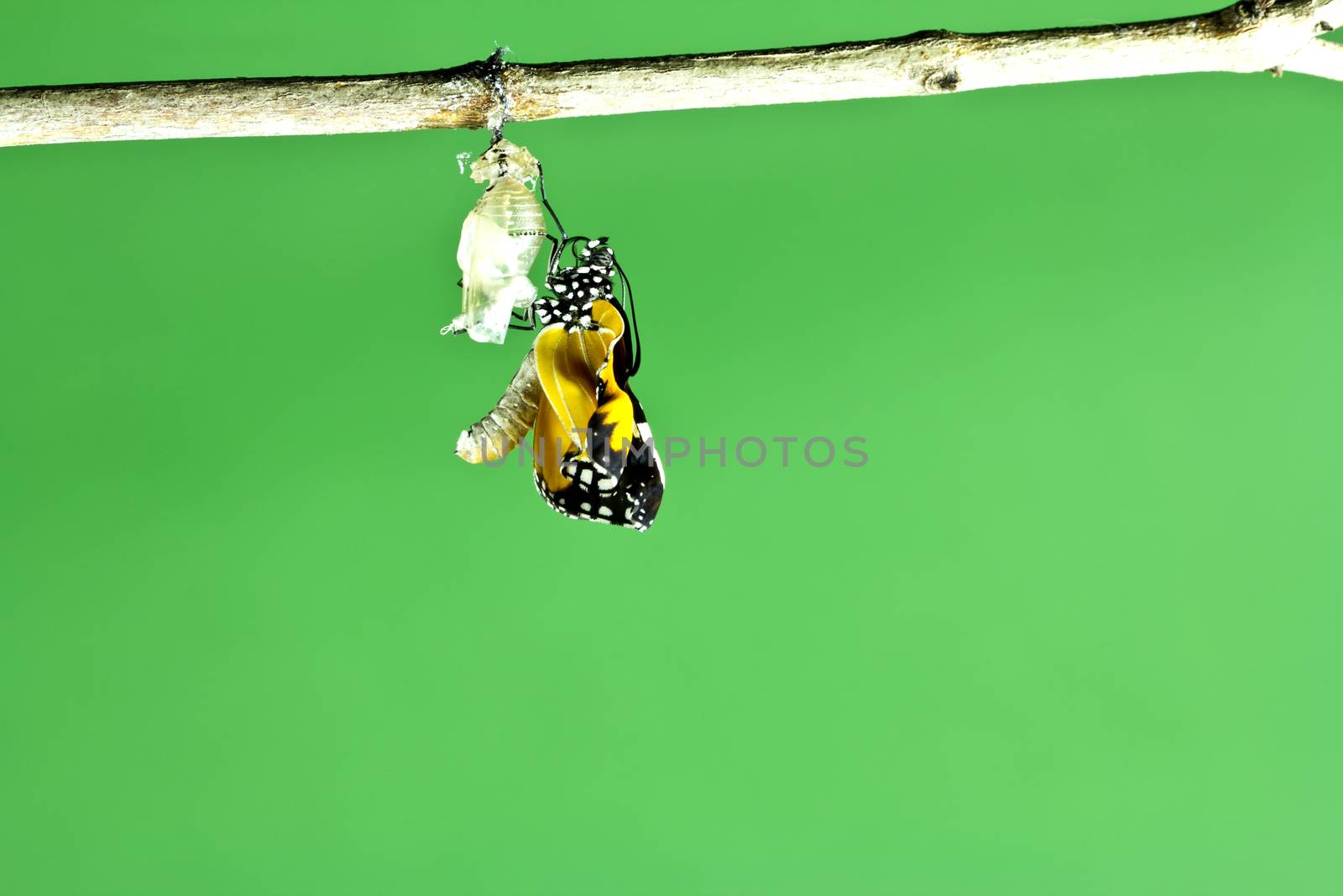 Monarch butterfly emerging from its chrysalis 