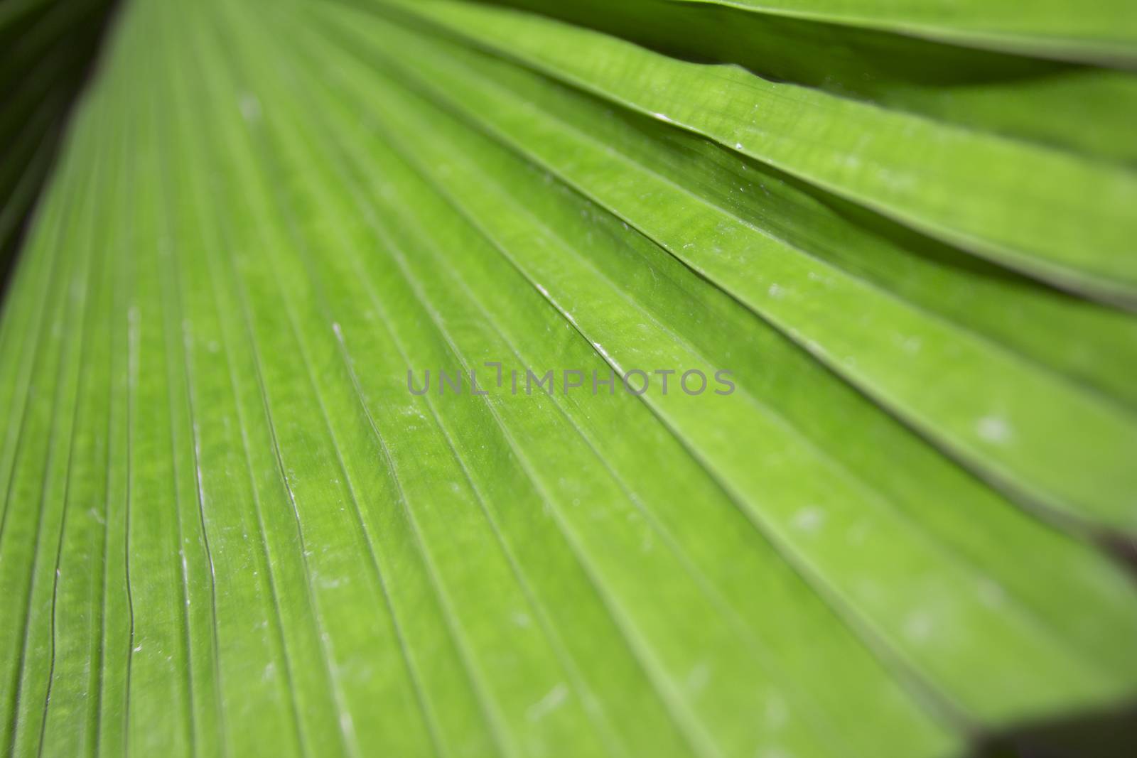 Textures of Green Palm leaves DOF