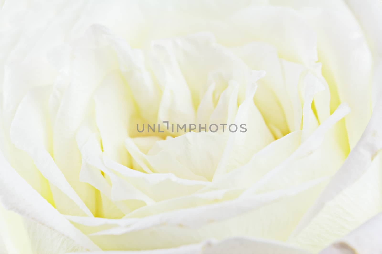White rose petals close up for background