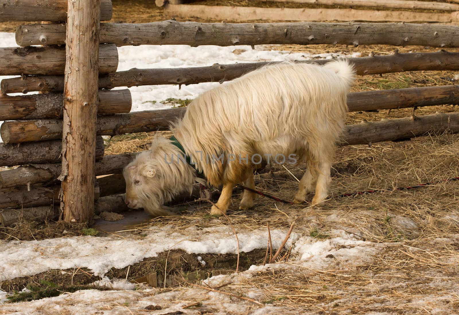 Goat grazing near a log fence spring day.