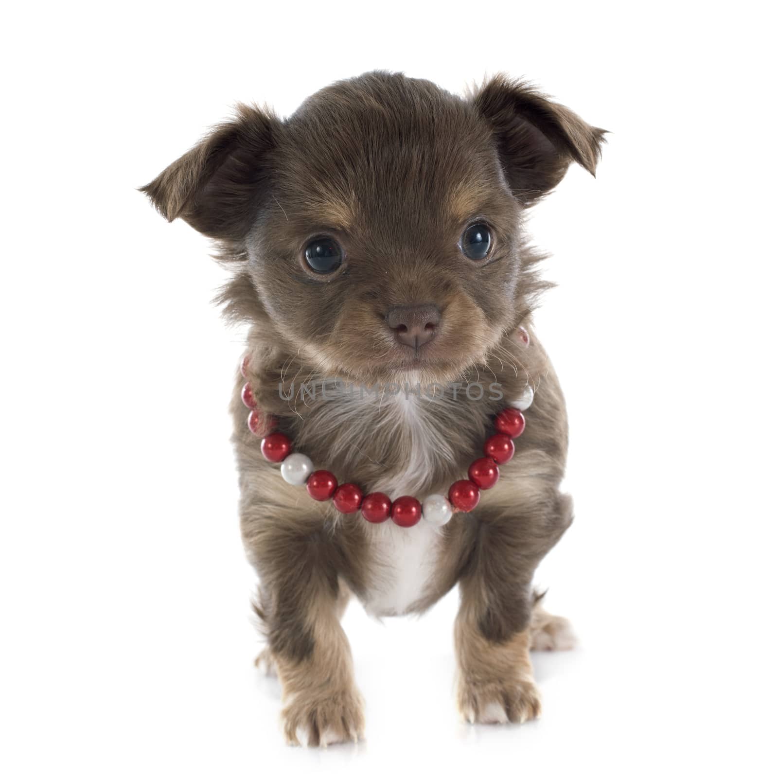 puppy chihuahua in front of white background