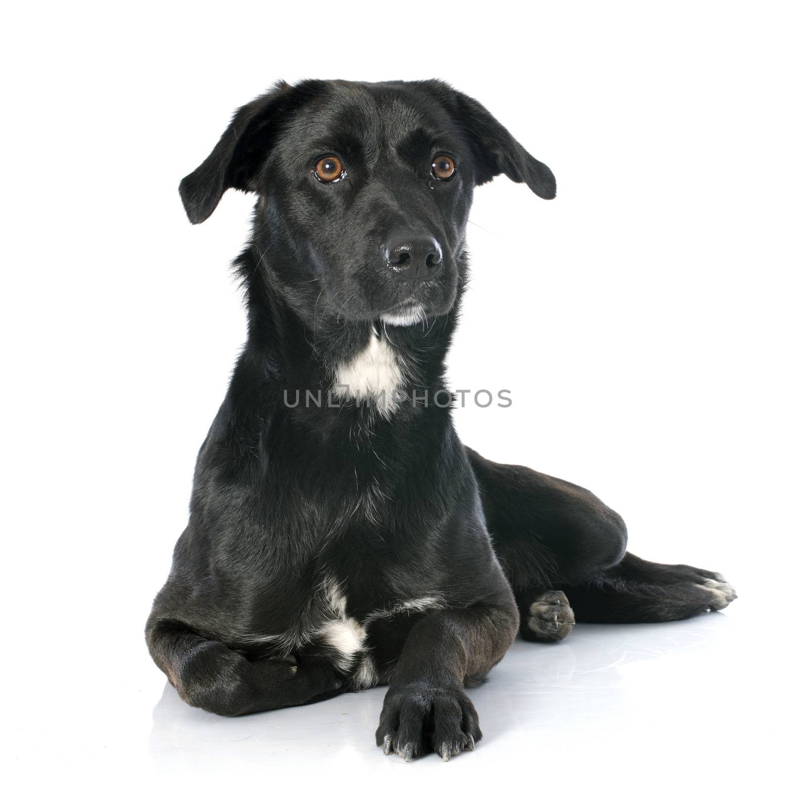 crossbred labrador retriever in front of white background