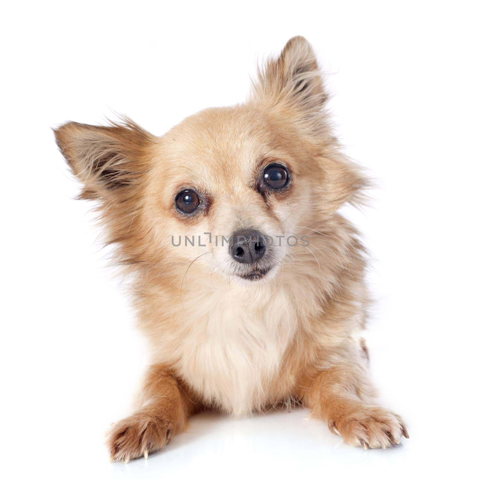 portrait of a cute purebred  chihuahua in front of white background