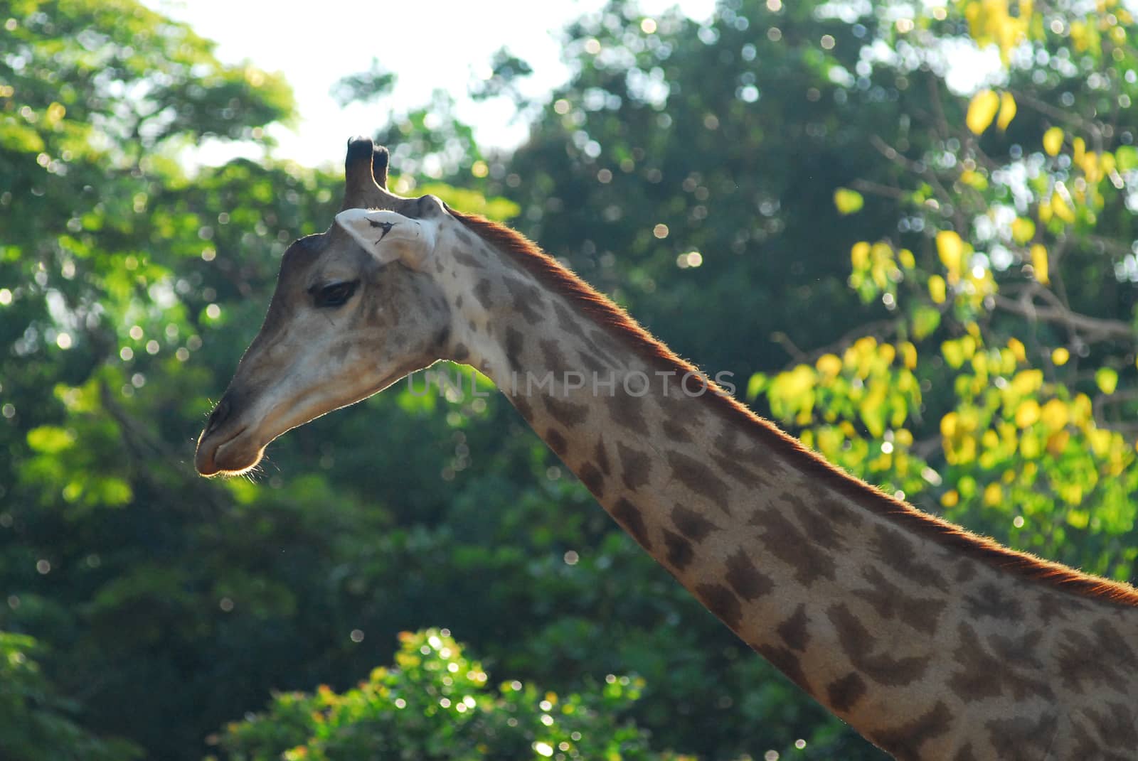giraffe head by think4photop
