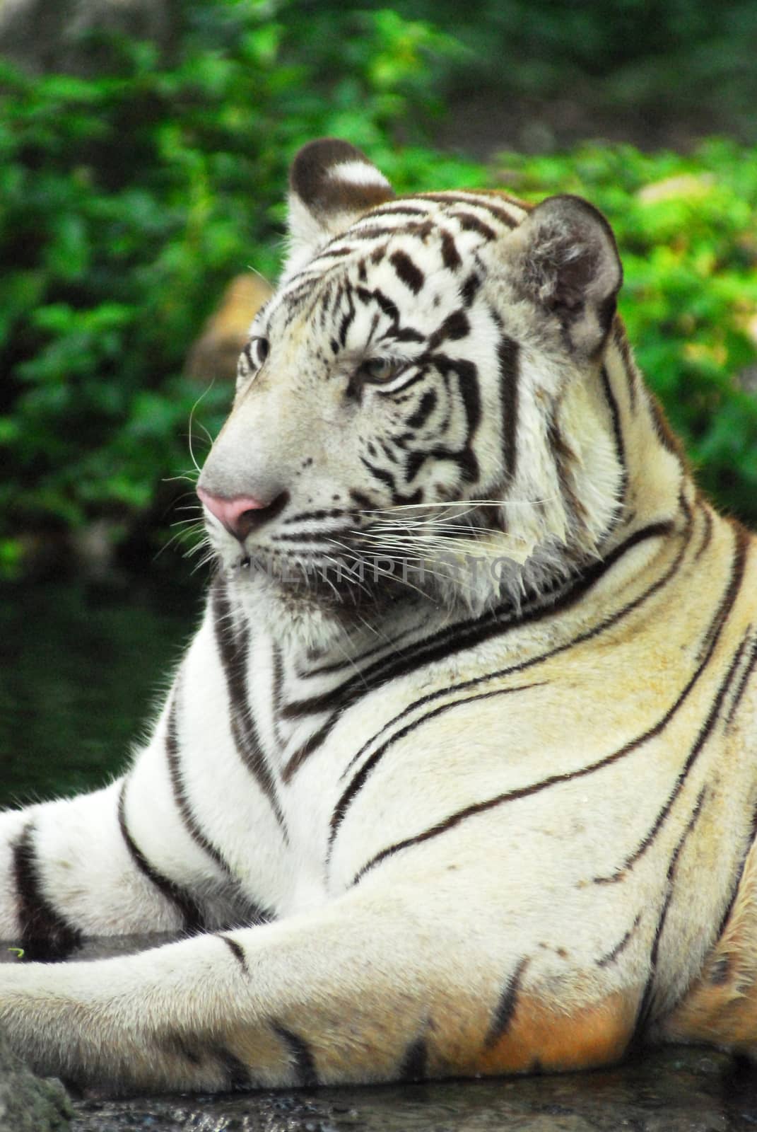 A wild life shot of a white tiger in captivity by think4photop