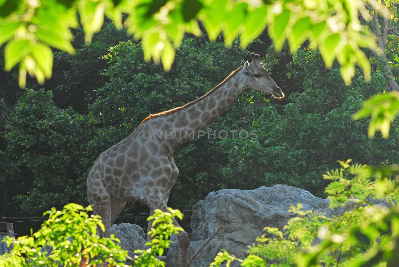 Giraffe in the zoo by think4photop