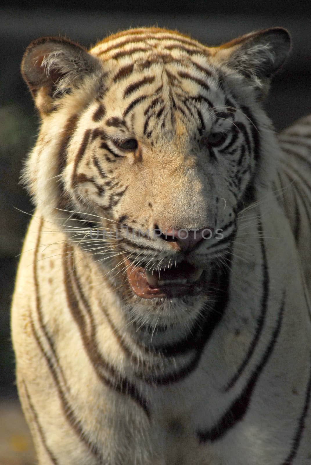 A wild life shot of a white tiger in captivity by think4photop