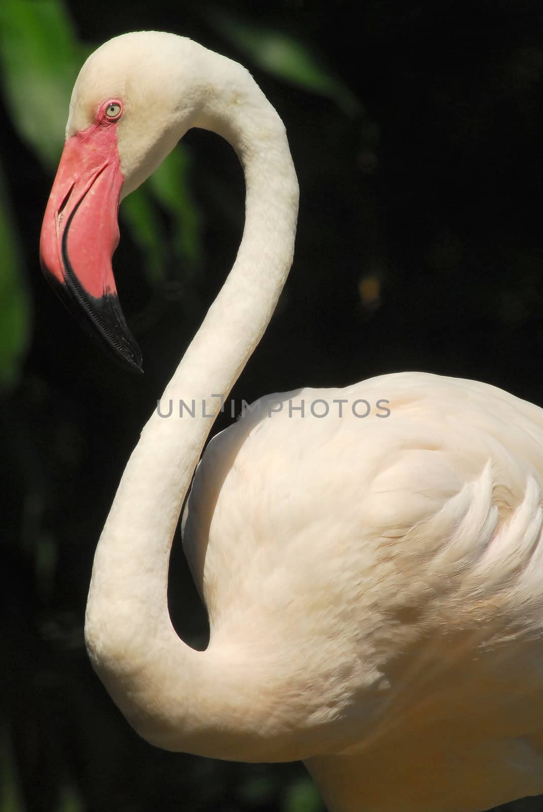 Detail of the head of a pink flamingo by think4photop